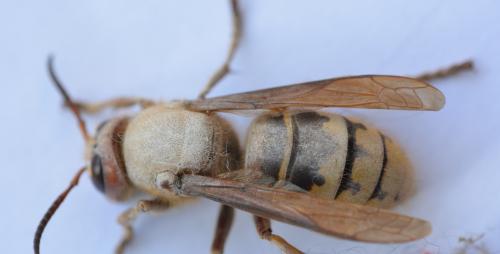 Réf. 342 981 : Vespa crabro